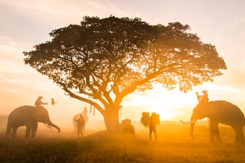 Elephants at sunrise in Thailand